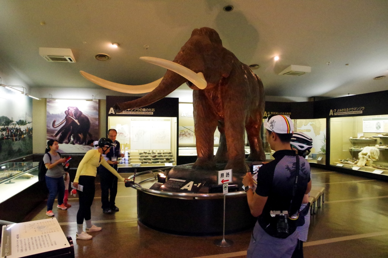 In Nagano, an excavation of Japan's ancient elephant looks to