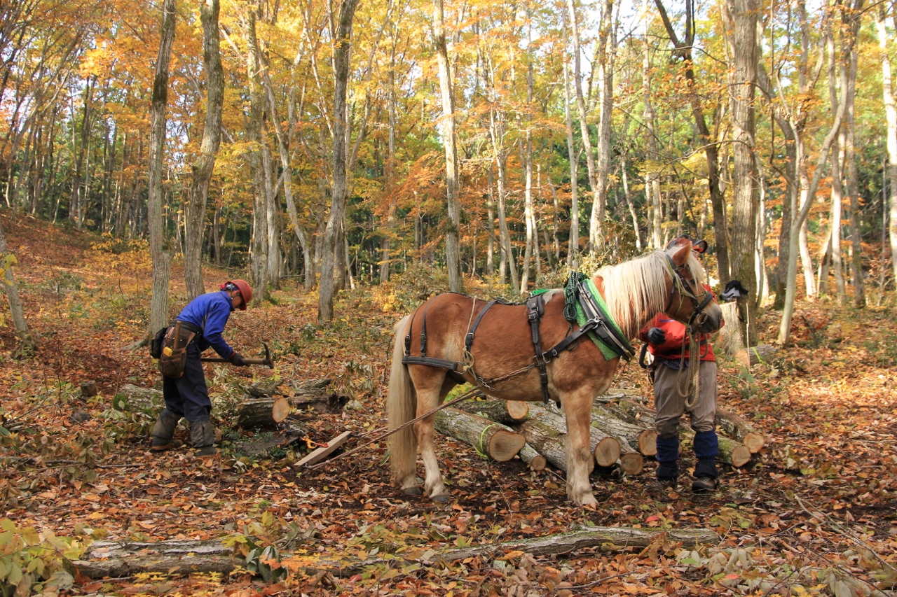 The Healthy Healing Forests Of Shinano Machi Official Travel Guide Of Shinanomachi Nagano